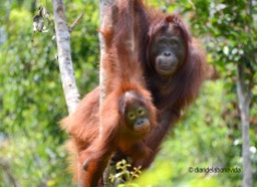Los orangutanes de Borneo son increibles